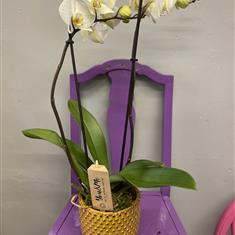 White orchid in ceramic pot 